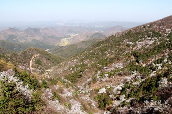 山上櫻花，山下油菜.jpg